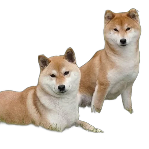 animal, creature, food, staff transparent PNG cut-out