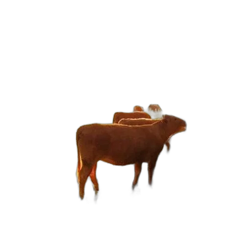 animal, food, furniture, creature transparent PNG cut-out