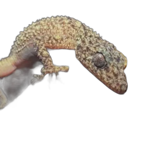 dragon, animal, creature, weapon transparent PNG cut-out