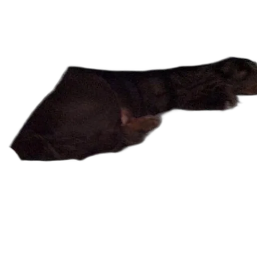 shoes, animal, staff, creature transparent PNG cut-out