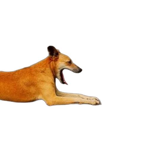 animal, creature, staff, furniture transparent PNG cut-out