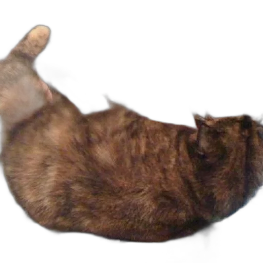 creature, animal, staff, shoes transparent PNG cut-out