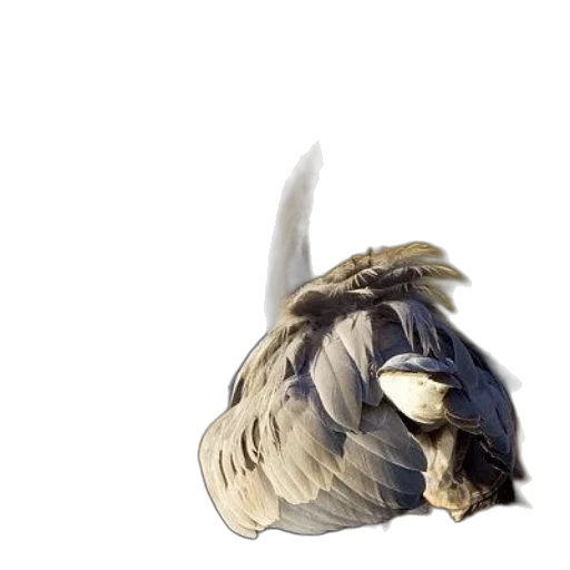 dragon, mask, animal, creature transparent PNG cut-out