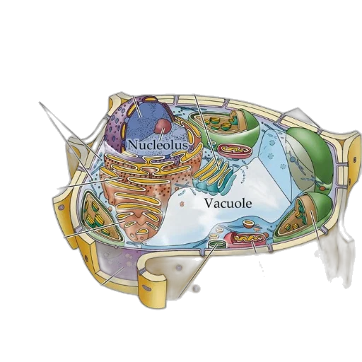 jewelry, crown, food, concept art transparent PNG cut-out