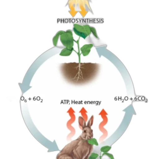diagram, illustrating, process, photosynthesis transparent PNG cut-out