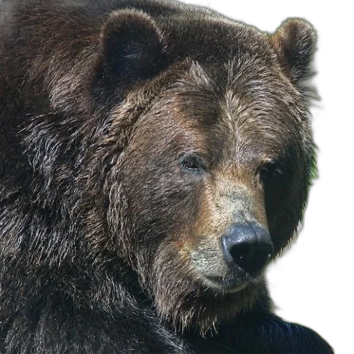 animal, face, creature, staff transparent PNG cut-out