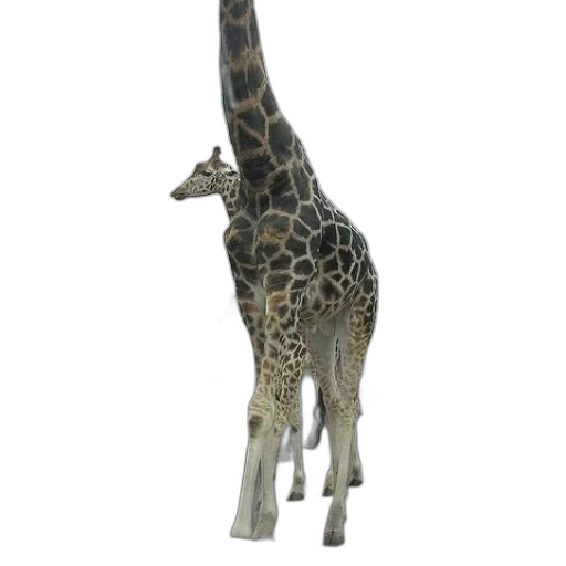 animal, creature, staff, weapon transparent PNG cut-out