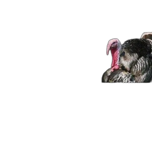 animal, hair, creature, mask transparent PNG cut-out