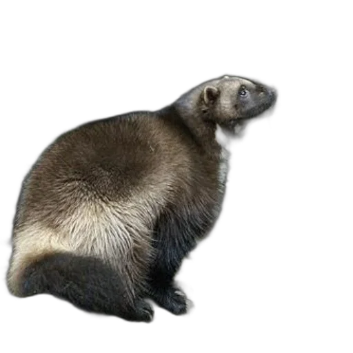 animal, creature, staff, hair transparent PNG cut-out