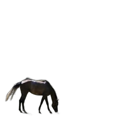animal, creature, dragon, robot transparent PNG cut-out