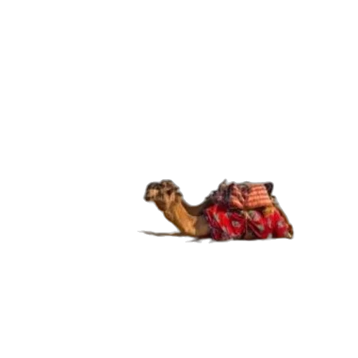 shoes, animal, food, furniture transparent PNG cut-out