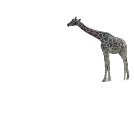 animal, creature, dragon, car transparent PNG cut-out