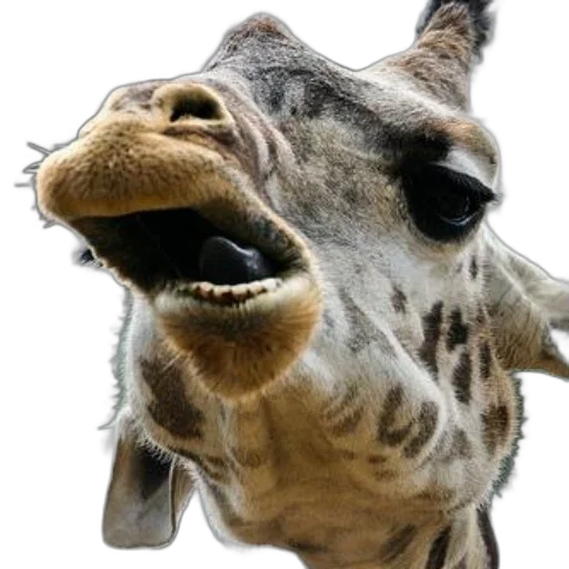 animal, creature, face, mask transparent PNG cut-out