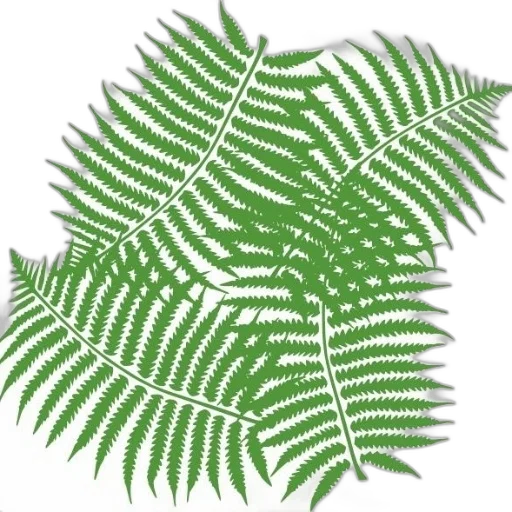 tree, hair, crown, jacket transparent PNG cut-out