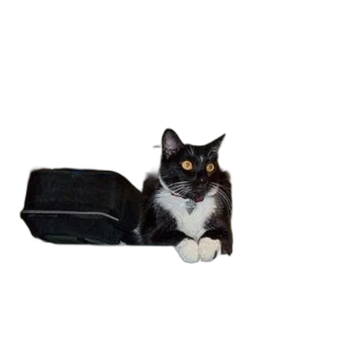 animal, staff, furniture, black transparent PNG cut-out