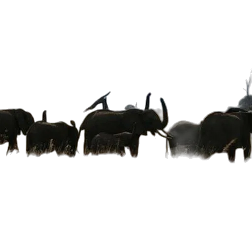 animal, staff, concept art, photorealistic transparent PNG cut-out
