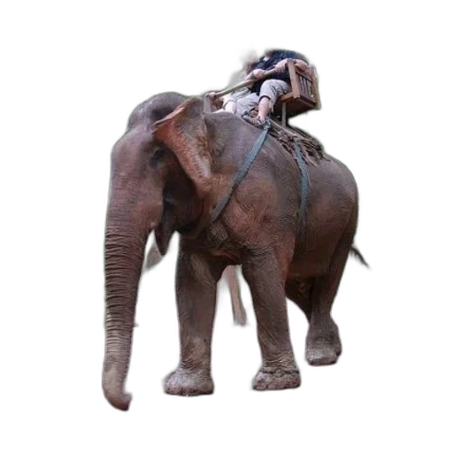 animal, staff, creature, weapon transparent PNG cut-out