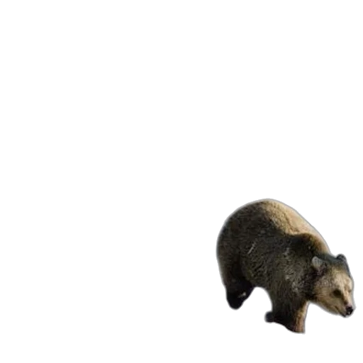animal, creature, hat, weapon transparent PNG cut-out