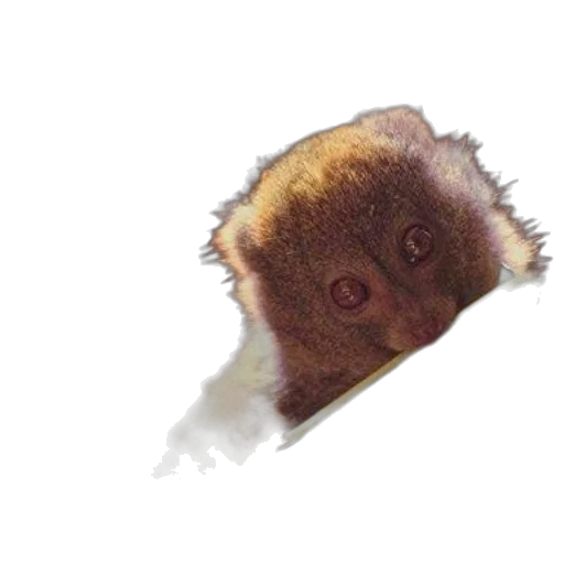 creature, animal, hair, face transparent PNG cut-out