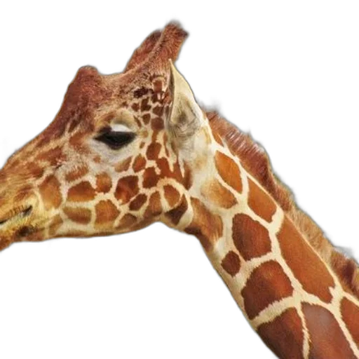 animal, creature, hat, face transparent PNG cut-out