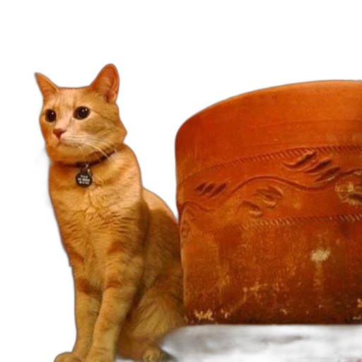 hat, crown, animal, furniture transparent PNG cut-out