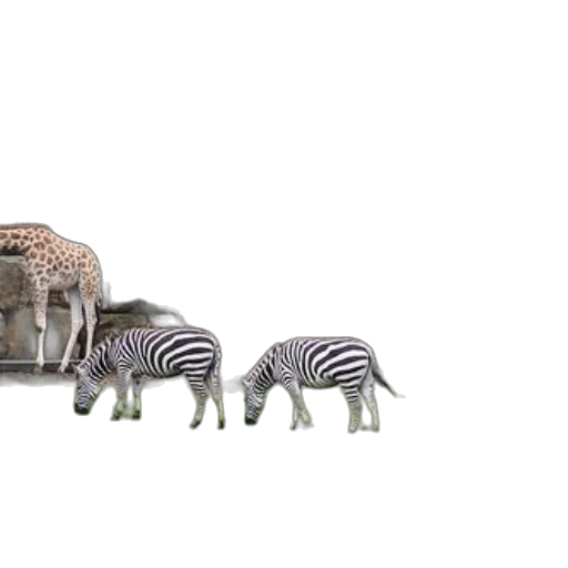 animal, furniture, creature, hat transparent PNG cut-out