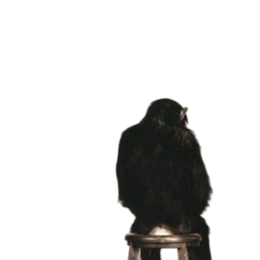 animal, jacket, crown, hat transparent PNG cut-out