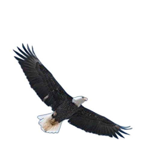 animal, creature, staff, weapon transparent PNG cut-out