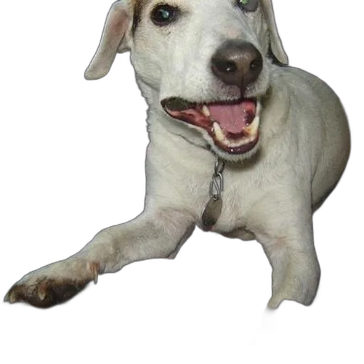 animal, staff, creature, face transparent PNG cut-out