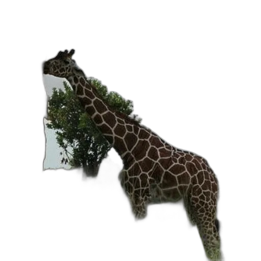 animal, tree, creature, staff transparent PNG cut-out