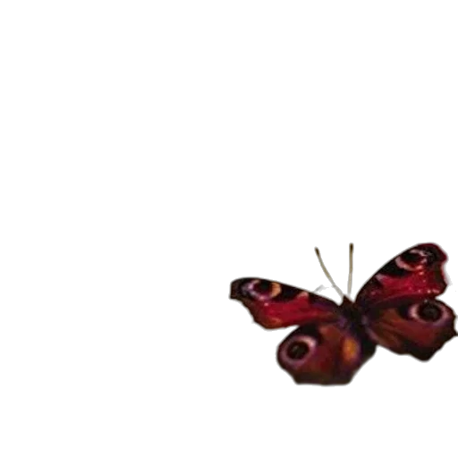 animal, creature, crown, flower transparent PNG cut-out