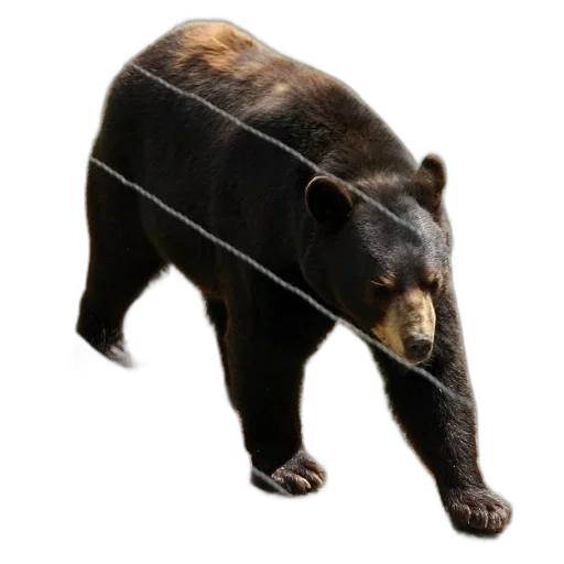 animal, creature, staff, weapon transparent PNG cut-out