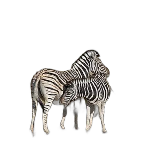 animal, furniture, jewelry, creature transparent PNG cut-out