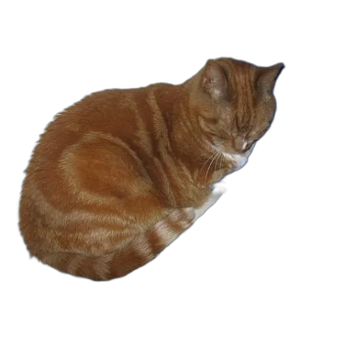 animal, staff, creature, crown transparent PNG cut-out