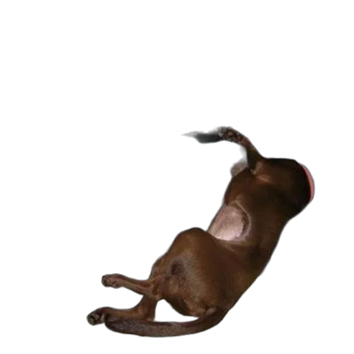 animal, creature, staff, shoes transparent PNG cut-out