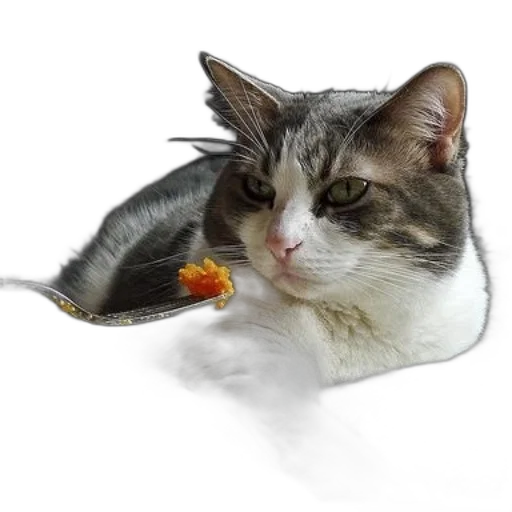 animal, staff, hat, creature transparent PNG cut-out