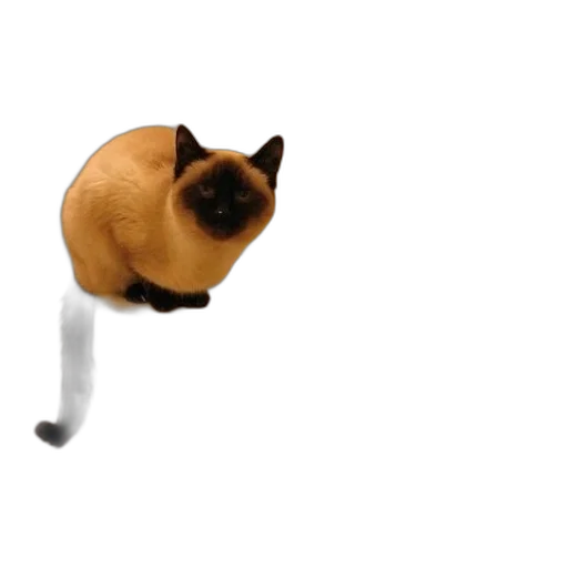 staff, animal, hat, umbrella transparent PNG cut-out