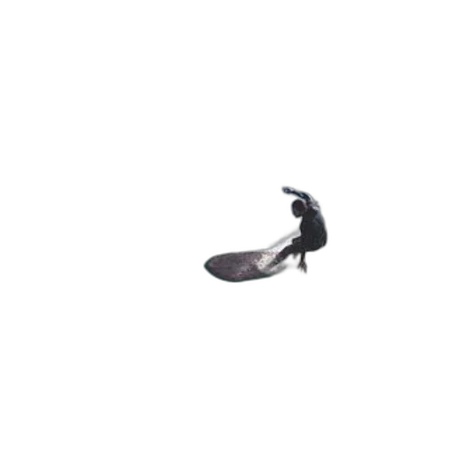 shoes, animal, staff, weapon transparent PNG cut-out