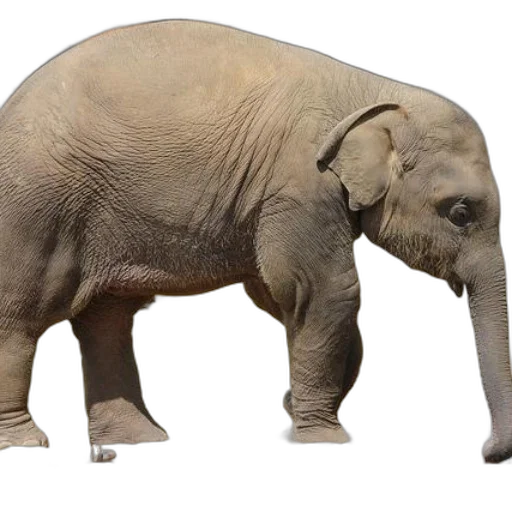 animal, creature, weapon, staff transparent PNG cut-out