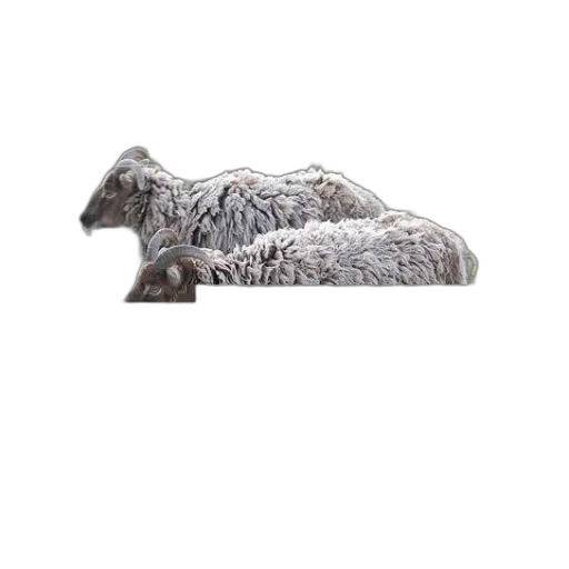 furniture, animal, hair, hat transparent PNG cut-out