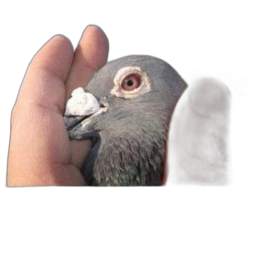 animal, creature, hat, weapon transparent PNG cut-out