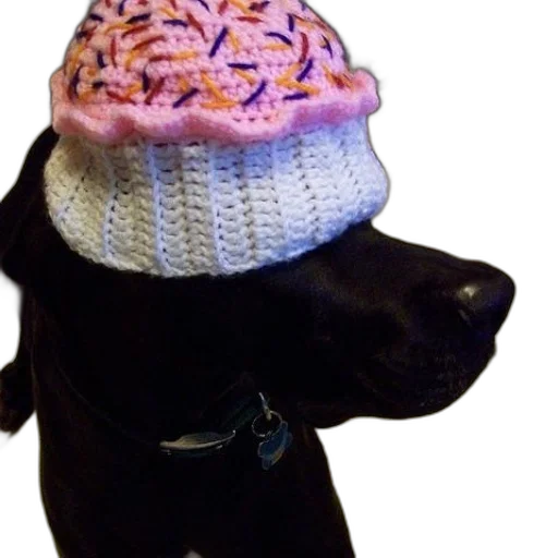 hat, animal, black, dog transparent PNG cut-out