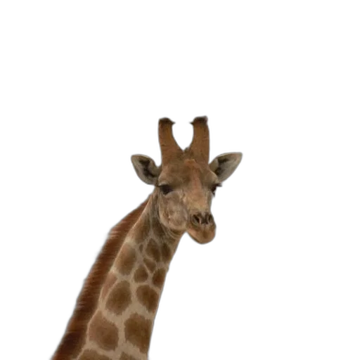 animal, creature, staff, hat transparent PNG cut-out