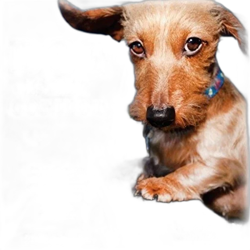 animal, staff, face, creature transparent PNG cut-out