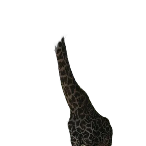 animal, hat, staff, shoes transparent PNG cut-out