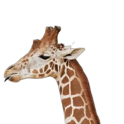 animal, creature, staff, hat transparent PNG cut-out