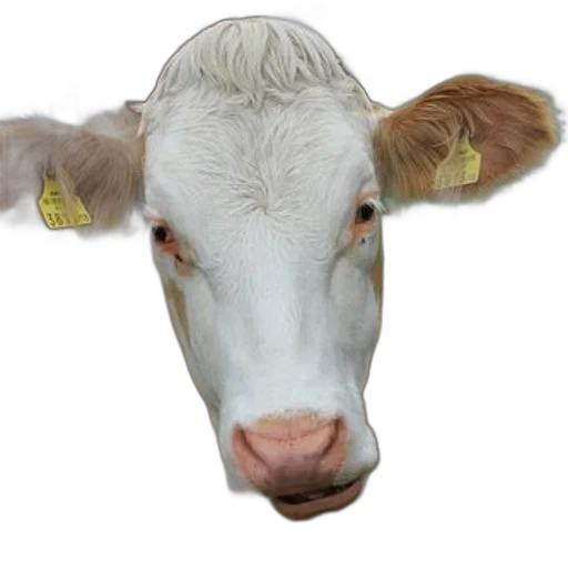 animal, face, mask, creature transparent PNG cut-out