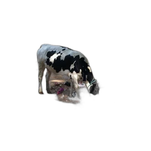 animal, creature, robot, food transparent PNG cut-out