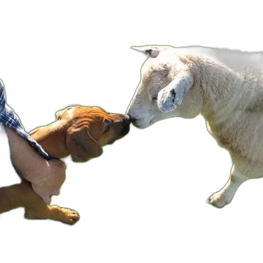animal, food, 3d render, photorealistic transparent PNG cut-out