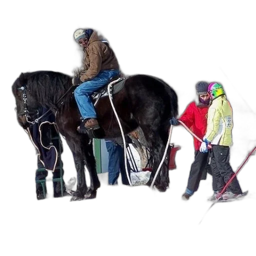 animal, snow, man, horse transparent PNG cut-out